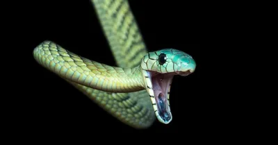 Green Mamba Stock Photos and Pictures - 2,000 Images | Shutterstock
