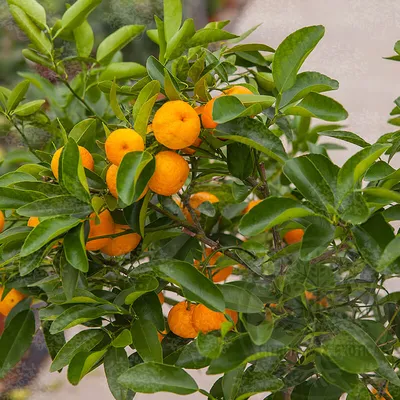 Купить ящик мандаринов с листом в Fruitonline