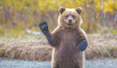 Медведь танцует со смыслом