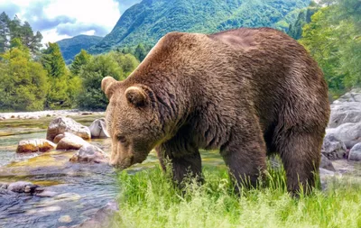 Бурый медведь замечен под Минском - 04.08.2023, Sputnik Беларусь