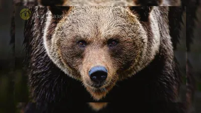 Бурый медведь - Тайга
