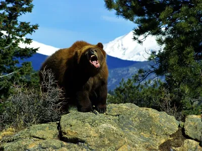 Выбран самый впечатляюще зажиревший к зиме медведь | Tengri Travel