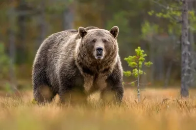 Южный федеральный университет | Пресс-центр: Русский, мармеладный и  олимпийский: эксперт ЮФУ рассказал об образе медведя в массовой культуре