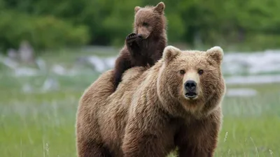 Бурый медведь - «Алтай-тур»