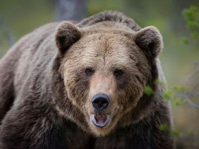 Косолапая угроза. Как обойти медведя в лесу и что делать при встрече с ним  | Природа | Общество | Аргументы и Факты