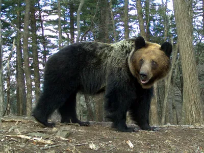 В экопарк «Гремячая грива» в Красноярске наведался медведь