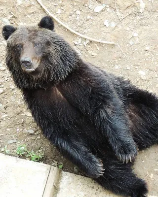 На Аляске выбрали самого толстого медведя 2023 года — Сноб