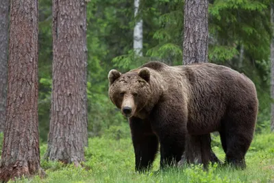 В Сочи с начала года медведи 50 раз выходили к людям - Российская газета