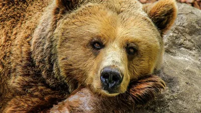 В Витебской области выросло количество медведей. Как вести себя при встрече  с диким животным?
