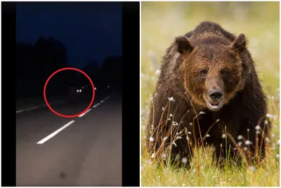 Как пережить нападение медведя | BroDude.ru
