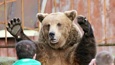 Медведи и мы - Русский охотничий портал