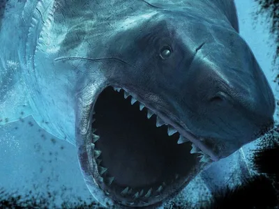 Большая акула Мегалодон Megalodon (ID#1048384122), цена: 1199 ₴, купить на  Prom.ua