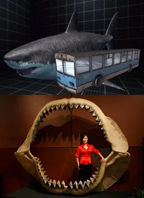 Мегалодон - гигантская вымершая акула - Paleoking