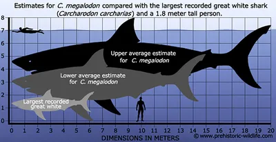 Фигурка Мегалодона Megalodon Shark (ID#1173064607), цена: 880 ₴, купить на  Prom.ua