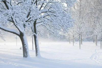 Петербург закружит снежная метель в четверг | Телеканал Санкт-Петербург