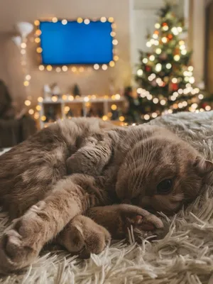 Милый котик у Новогодней елки | Питомец, Милые котики, Кошачьи фотографии