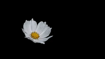 Скачать 1920x1080 цветок, белый, минимализм, черный фон обои, картинки full  hd, hdtv, fhd, 1080p