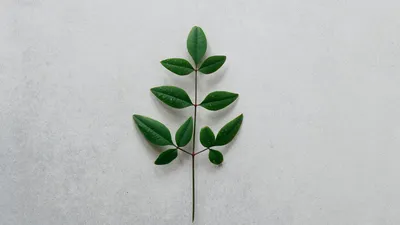 Обои ветка, листья, минимализм, зеленый, растение картинки на рабочий стол,  фото скачать бесплатно