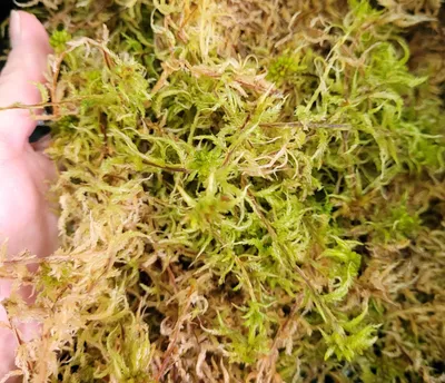 Удивительный мох сфагнум — как заготовить и использовать? Фото — Ботаничка