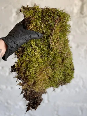 Мох живой гипнум кипарисовый (лесной мох для флорариума, террариума,  аквариума), пласт 20х30 см - Botanic Craft | Цветы и растения в Хабаровске