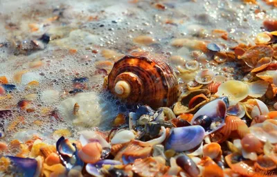 Моллюски в море (69 фото) - 69 фото