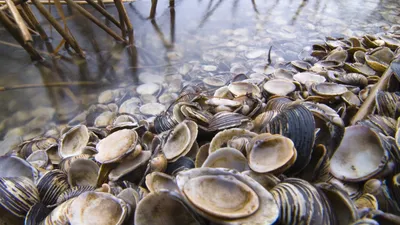Смертельно опасные моллюски на вооружении у медицины | Пикабу