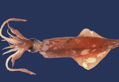 Одни из самых красивых воришек в природе)) Голожаберные моллюски  Nudibranchia | Пикабу