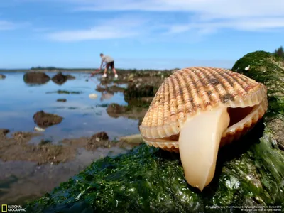Дальневосточные моллюски стали несъедобными из-за ядовитого фитопланктона —  РБК