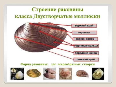 Головоногие моллюски и их способность менять цвет / Хабр