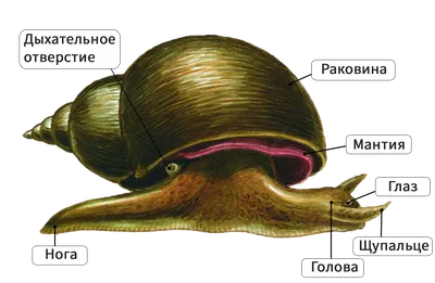Часть 4. Раковины моллюсков - Севастопольский аквариум