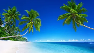 Обои тропический пляж, 5k, 4k, 8k, парадайс, море, пальмы, tropical beach,  5k, 4k wallpaper, 8k, paradise, palms, sea, blue, Природа #11598