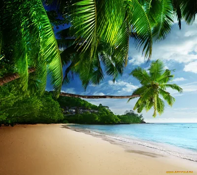 Скачать обои море, пляж, лодка, пальмы, океан разрешение 1152x864 #184319