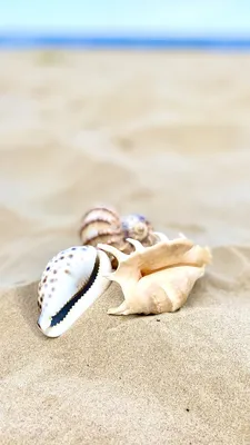 Море песок ракушки