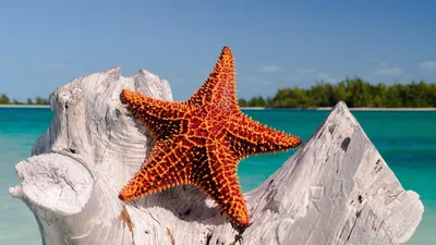 Морская звезда в море (54 фото) - 54 фото