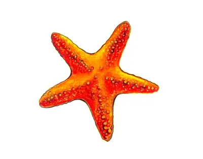 Морская звезда рисунок - 52 фото