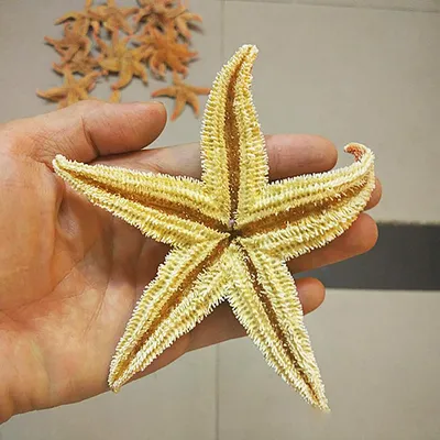 Купить Yousheng 2 шт. натуральная сушеная морская звезда морская звезда  пляжное ремесло свадебное украшение для дома | Joom