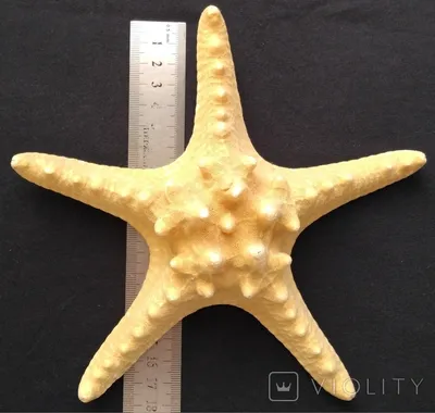 Конец-вверх морской звёзды (морская звезда) Стоковое Фото - изображение  насчитывающей песок, среда: 32240546