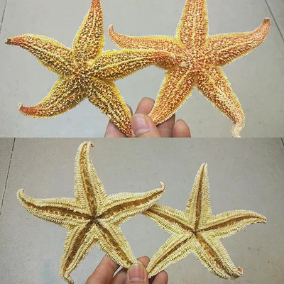 большая океанская морская звезда на воде, картинка морской звезды, морская  звезда, крупный план фон картинки и Фото для бесплатной загрузки
