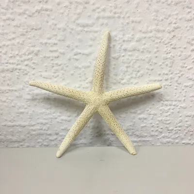 Морская звезда — посты на Fishki