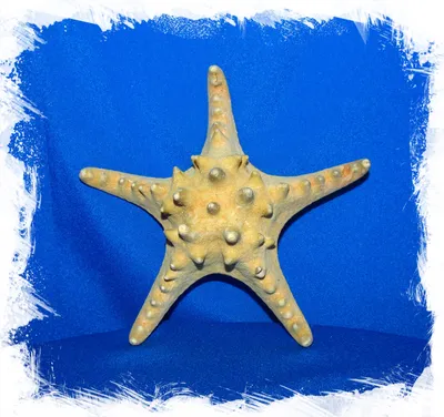 Сушеная морская звезда для декора. Купить