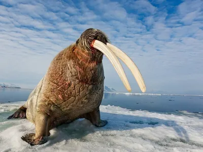 Портрет моржа в зоопарке стоковое фото. изображение насчитывающей рот -  33134536