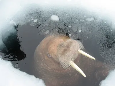 Стала известна стоимость моржа для Московского зоопарка - Мослента