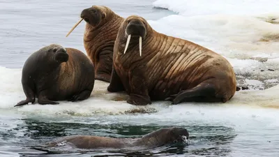 В Арктике отмечают Международный день моржа - РИА Новости, 24.11.2022