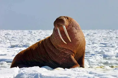 Опасны ли моржи для туристов? – GoArctic.ru – Портал о развитии Арктики