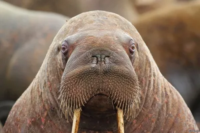 Портрет моржа стоковое фото. изображение насчитывающей головка - 33134486
