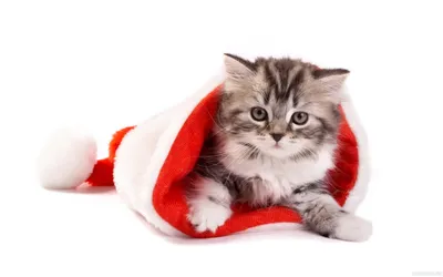 Christmas kitten Apple iPhone 5s hd wallpapers available for free download.  | Красивые кошки, Котята, Домашние птицы