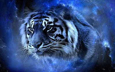 Тигр на синем фоне - картинки и фото koshka.top