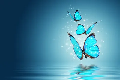 Синяя бабочка обои - 33 фото