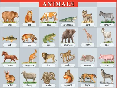 Тема: Дикие животные, сочинение на английском языке с переводом