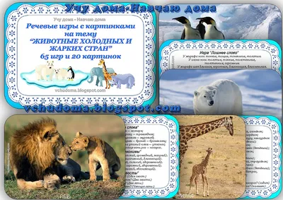 Бесплатные стоковые фото на тему африка, дикая природа, дикие животные,  дикий, дикое животное, животные, кошачьи, кошки, лев, львицы, львы,  млекопитающее, плотоядный, сафари, фотографии животных